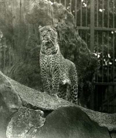 Leopard Rex steht auf Felsen in seinem Gehege im Londoner Zoo, 1923 (Schwarz-Weiß-Foto) von Frederick William Bond